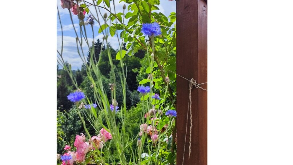 Květiny na mé přírodní zahradě po padesátce